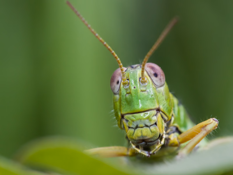 Animals Gallery Preview