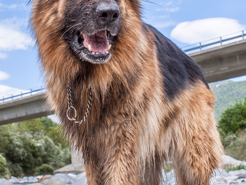 Animals - Photo 2