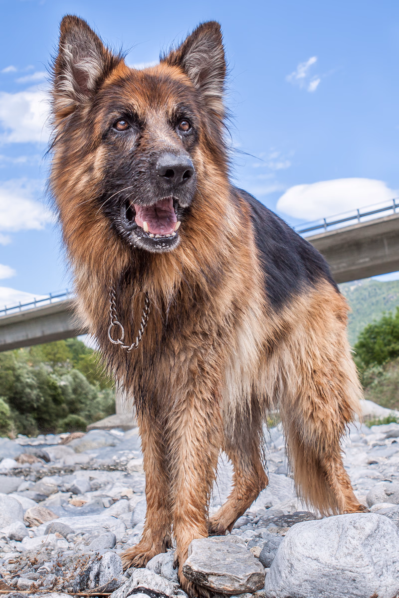 Animals - Photo 2