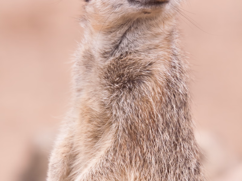 Animals - Photo 4