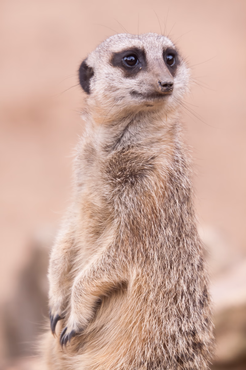 Animals - Photo 4