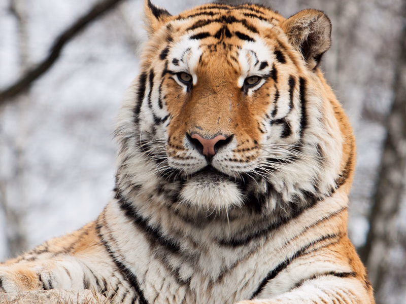 Animals - Photo 5