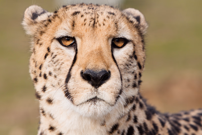 Animals - Photo 6