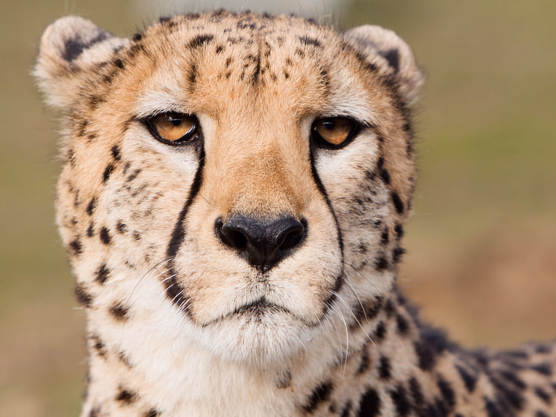 Animals - Photo 6