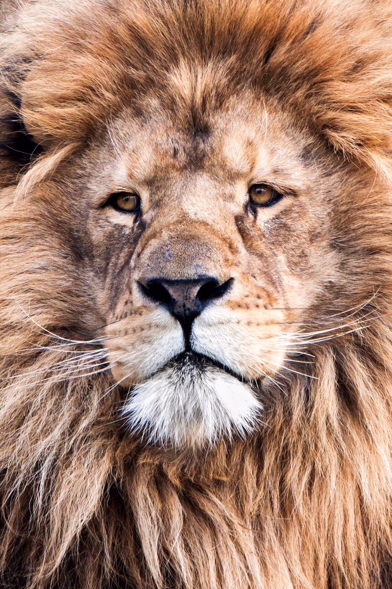 Animals - Photo 7