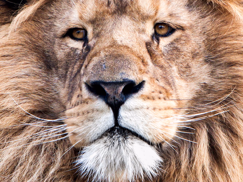 Animals - Photo 7