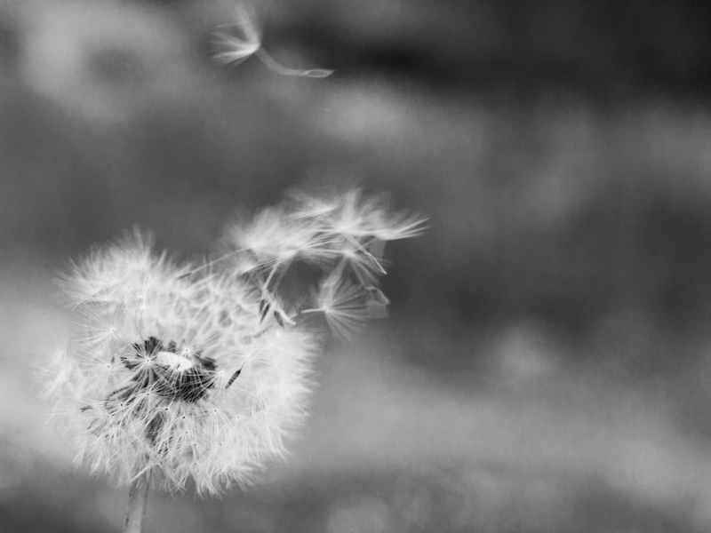 Miscellaneous - Photo 10