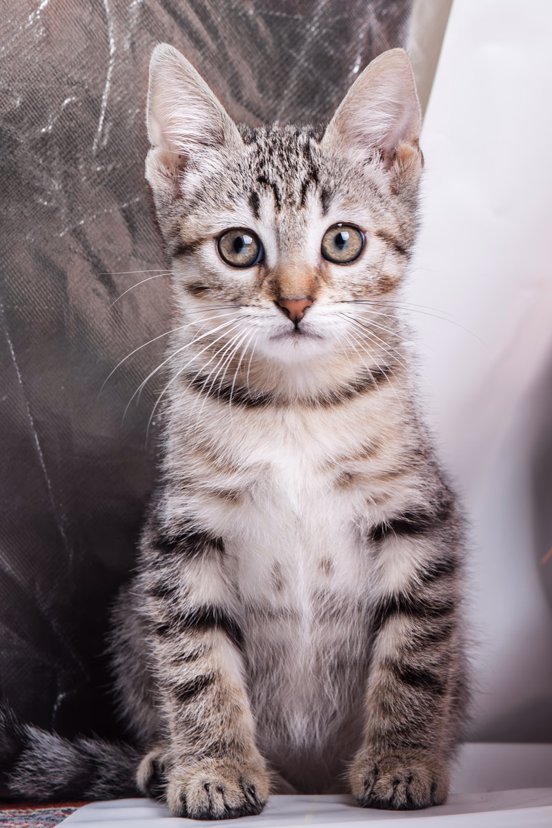 Animals - Photo 9