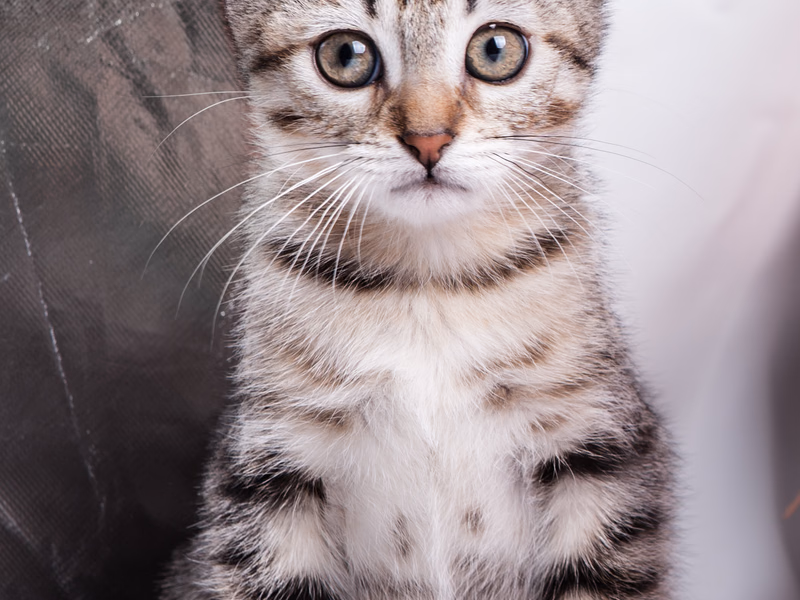 Animals - Photo 9