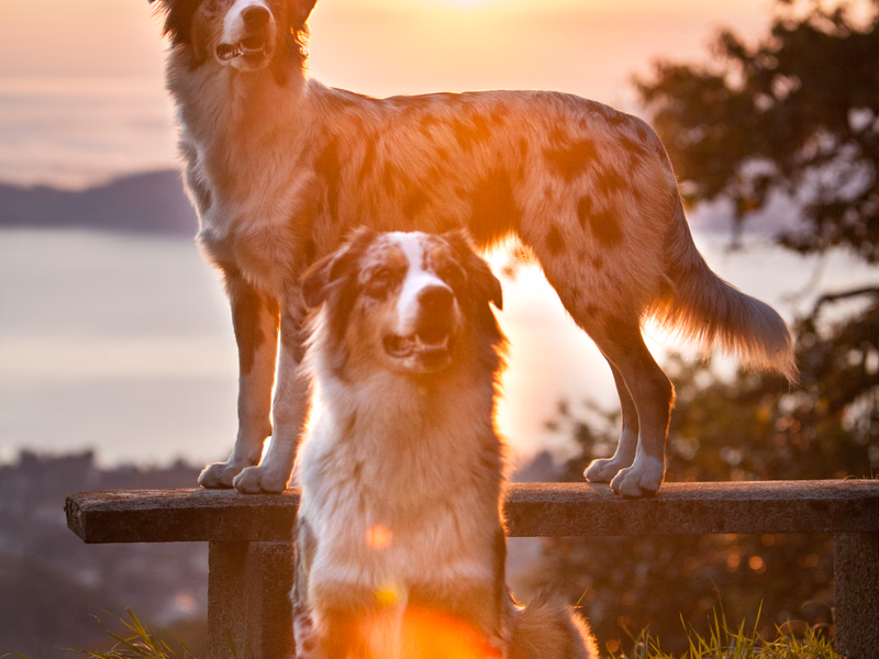 Animals - Photo 10