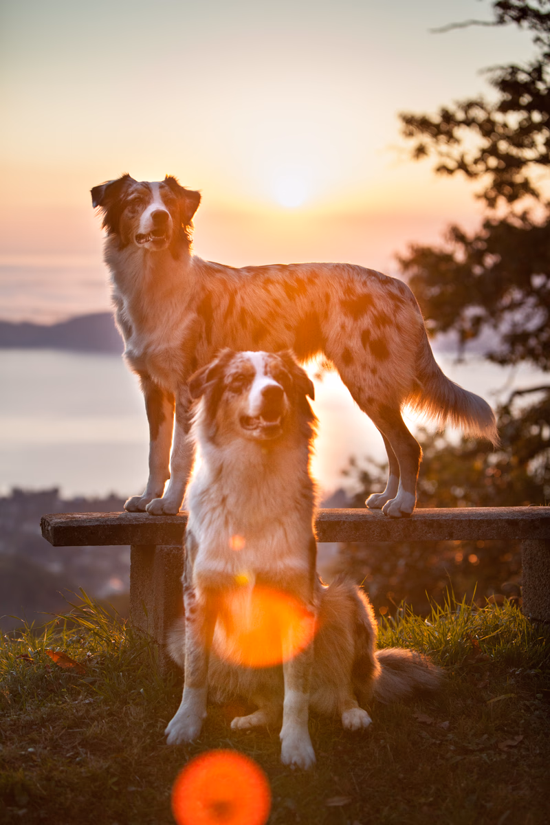 Animals - Photo 10