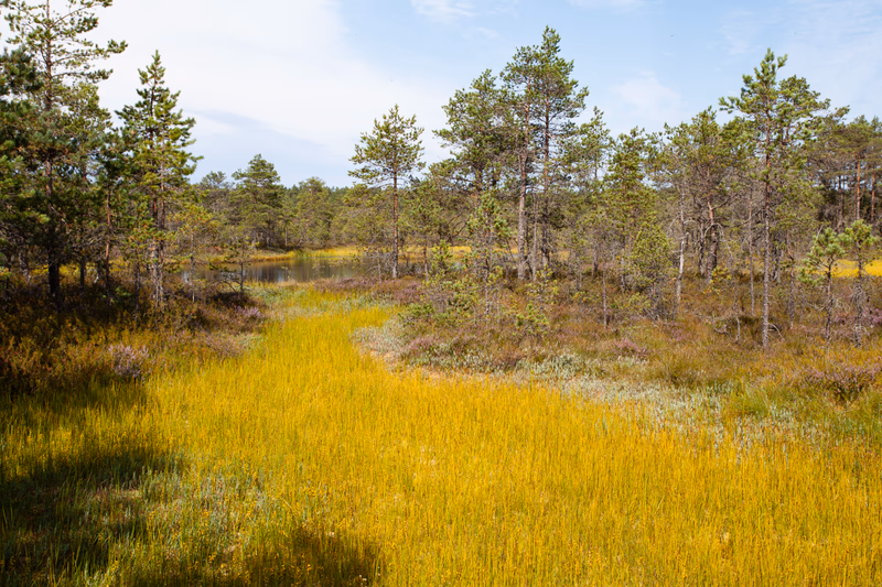 Estonia - Photo 6