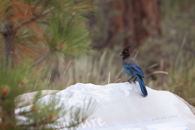USA Wilderness - Photo 5