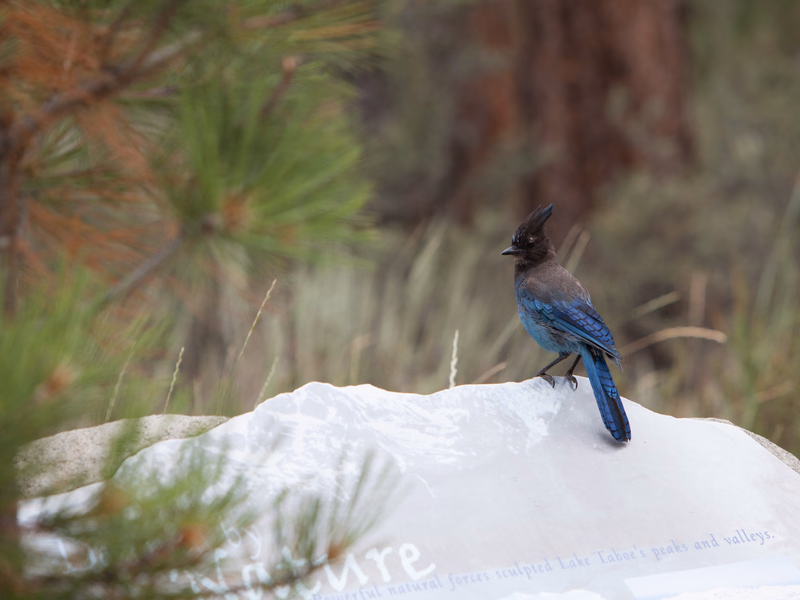 USA Wilderness - Photo 5