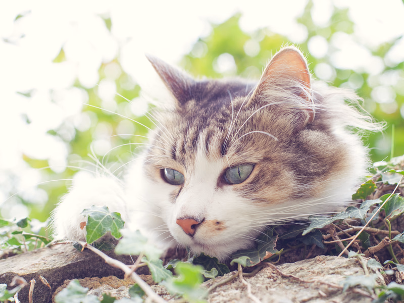 Animals - Photo 11