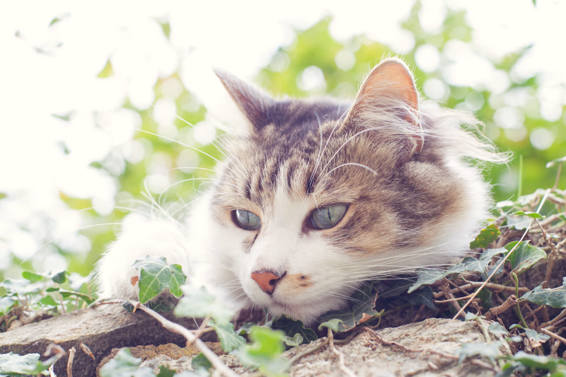 Animals - Photo 11